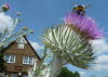 Distel vor dem Ponyhof