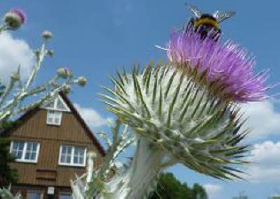 Distel vor dem Ponyhof