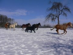Unsere Ponies