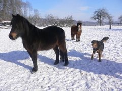 Unsere Ponies im Schnee