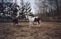Unsere Ponies im Reitplatz