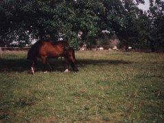 Ponyweide